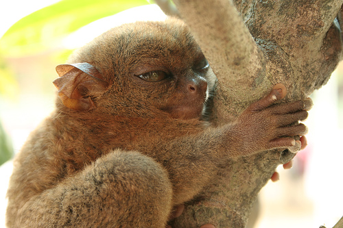 tarsier o tsezehé?